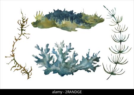 Handgezogene Waldpflanzen, Zweige, Blätter, Moos. Aquarell-Vektordarstellung in warmen Tönen. Set von Pflanzenelementen in einer Aquarelle Stock Vektor