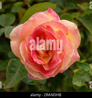 „Strike IT Rich“ Grandiflora Rose Blooming im späten Frühling Stockfoto