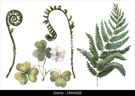 Aquarellvektordarstellung von Waldpflanzen, Farnzweigen und oxalis Stock Vektor
