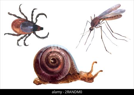 Aquarellvektordarstellungen von Waldtieren, Mücken, Milben oder Ixodes ricinus und Schnecke. Stock Vektor