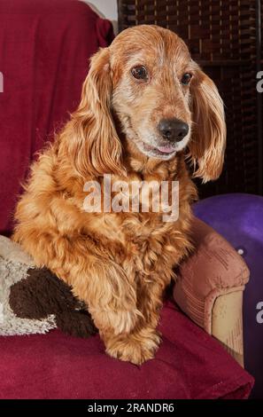 Klassische Hundeentspannung, englischer Cocker Spaniel auf altem Sessel Stockfoto