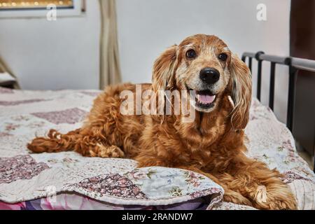 Gemütlicher Hundeausflug, englischer Cocker Spaniel auf dem Bett Stockfoto