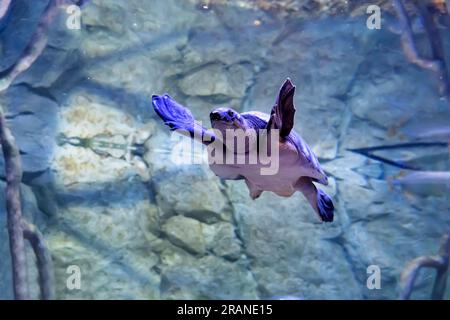 Schildkröten schwimmen unter Wasser. Meeresschildkröten gleiten im blauen Ozean. Stockfoto