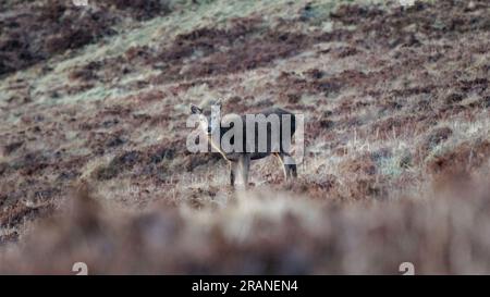Junge Hirsche haben an einem stimmungsvollen Tag in der schottischen Wildnis weiden gefangen Stockfoto