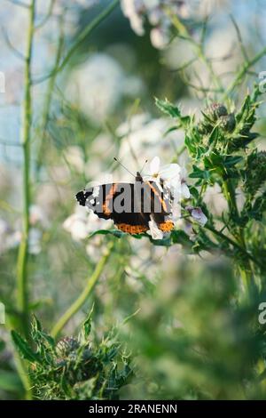 Roter Admiral-Schmetterling auf weißen Blumen Stockfoto