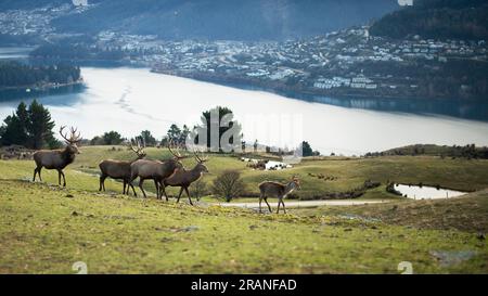 Deer Park, Queenstown Stockfoto