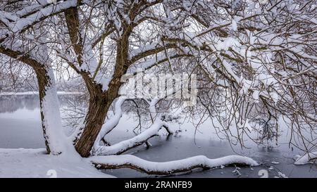 Ein weitläufiger Baumstamm, der am Ufer eines Sees wächst, bedeckt mit einer Schicht Schnee von weißem, unberührtem Schnee Stockfoto