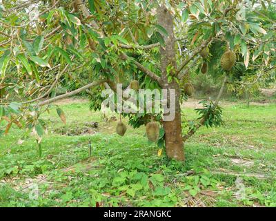 Durianfrucht auf einem Baum in einer tropischen Landwirtschaft, stinkende Früchte mit köstlichem Geschmack in Thailand Stockfoto