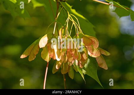 Nahaufnahme von Kapseln mit Ahornsaat aus Norwegen oder samara. Acer Platanoides Stockfoto