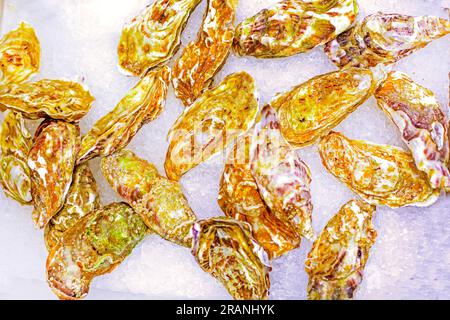 Frische Austern liegen auf Eis in einem Schaukasten. Flach. Meeresfrüchte Stockfoto