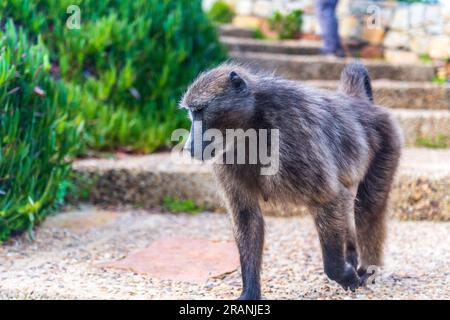 Ein Baboon, papio ursinus, der an den Treppen von Cape Point in der Nähe des Kaps der Guten Hoffnung in Südafrika vorbeiläuft. Stockfoto