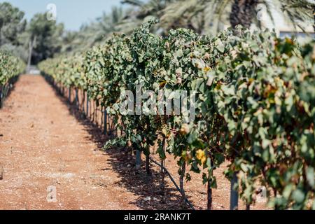 Die Weinbauindustrie: Eine zeitlose Kunst, die Reben und Aromen pflegt und eine reiche Mischung aus Leidenschaft und Tradition verbindet. Stockfoto