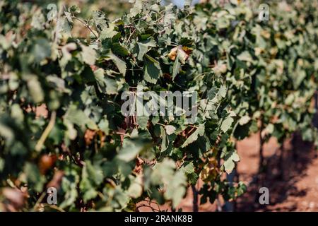 Die Weinbauindustrie: Eine zeitlose Kunst, die Reben und Aromen pflegt und eine reiche Mischung aus Leidenschaft und Tradition verbindet. Stockfoto