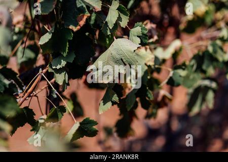 Die Weinbauindustrie: Eine zeitlose Kunst, die Reben und Aromen pflegt und eine reiche Mischung aus Leidenschaft und Tradition verbindet. Stockfoto