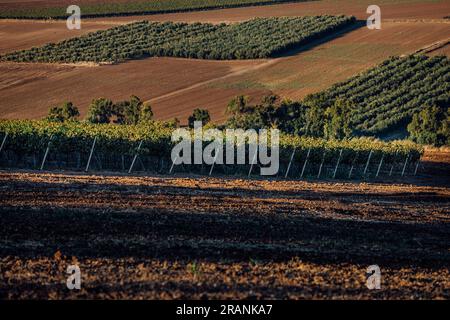 Die Weinbauindustrie: Eine zeitlose Kunst, die Reben und Aromen pflegt und eine reiche Mischung aus Leidenschaft und Tradition verbindet. Stockfoto