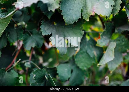 Die Weinbauindustrie: Eine zeitlose Kunst, die Reben und Aromen pflegt und eine reiche Mischung aus Leidenschaft und Tradition verbindet. Stockfoto