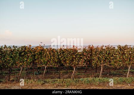 Die Weinbauindustrie: Eine zeitlose Kunst, die Reben und Aromen pflegt und eine reiche Mischung aus Leidenschaft und Tradition verbindet. Stockfoto