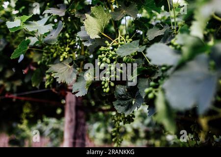 Die Weinbauindustrie: Eine zeitlose Kunst, die Reben und Aromen pflegt und eine reiche Mischung aus Leidenschaft und Tradition verbindet. Stockfoto