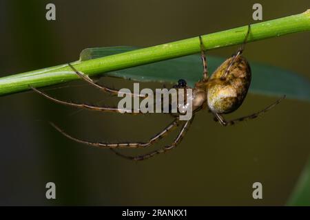 Schönes Makrobild eines Spinnennetzes, das auf seinem Netz sitzt, mit einem unscharfen Hintergrund und selektivem Fokus. Eine Spinne in einem Netz ist eine Nahaufnahme einer Spinne i. Stockfoto