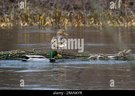 Ein Paar Mallard-Enten, die regungslos auf einem Baumstamm ruhen. Sitzen in der gleichen Position. Seitenansicht, Nahaufnahme. Gattungsart Anas platyrhynchos. Stockfoto