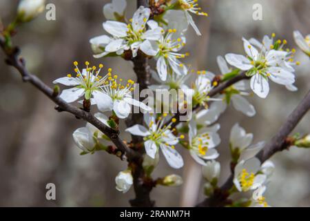 Schwarzdorn prunus spinosa Schlehen-Pflanze Strauß weiße Blume Blütenblüte Blütendetails Frühling wilde Früchte. Stockfoto