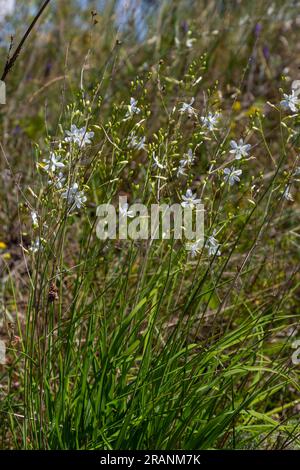 Zerbrechliche weiße und gelbe Blüten von Anthericum ramosum, sternförmig, wachsen auf einer Wiese in wilder Wildnis, verschwommener grüner Hintergrund, warme Farben, helles an Stockfoto