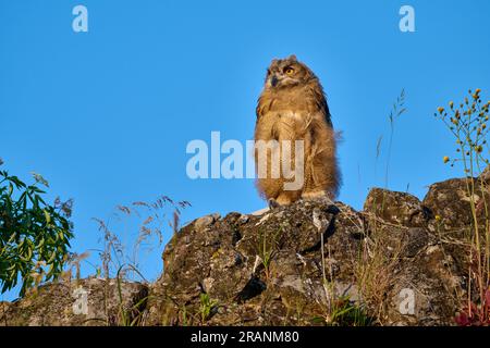 Eurasische Adlereule (Bubo bubo), Junge auf einem Felsen, Heinsberg, Nordrhein-Westfalen, Deutschland Stockfoto