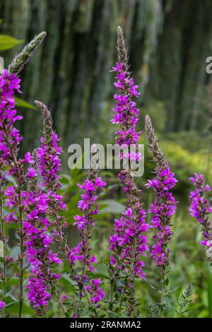 Rosafarbene Blüten von blühenden lila Loosestrife Lythrum salicaria an der Küste. Stockfoto