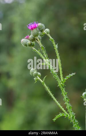 Blühende schleichende Distel Cirsium arvense, auch Kanadische Distel oder Felddistel. Die schleichende Distel gilt in vielen Ländern als schädliches Gras. Stockfoto