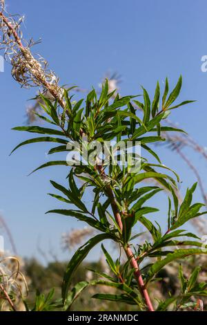 Verwelkte Blumen Feuerweed in den Wäldern mit ungewöhnlichen Formen. Herbstliche Naturwunder. Stockfoto