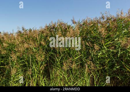 Phragmites australis ist eine mehrjährige bläulich-grüne Pflanze der Grasfamilie mit einem langen schleichenden Rhizom. Stockfoto