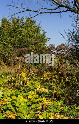 Heracleum Sosnowskyi auf blauem Himmel Hintergrund. Alle Teile von Heracleum Sosnowskyi enthalten das intensive toxische Allergen Furanocoumarin. Stockfoto