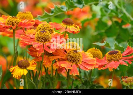 Niesenkraut, Helenium Waldtraut, Helens Blume, Nieskraut, ewige, Bronzeorange, blumige Blumen Stockfoto