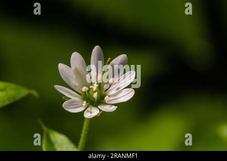 Myosoton aquaticum, Pflanze mit kleiner weißer Blume, bekannt als Wasserkicherkraut oder riesiges Kicherkraut auf grünem, verschwommenem Hintergrund. Stockfoto