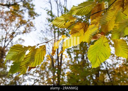 Hornbeam-Blätter. Herbstblätter in goldener Farbe und mit wunderschöner Textur. Stockfoto