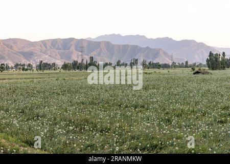 Blühende Zwiebelpflanzen auf dem landwirtschaftlichen Feld Stockfoto