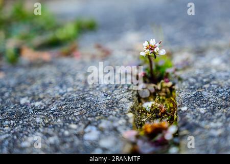 Natur-Renditen Stockfoto