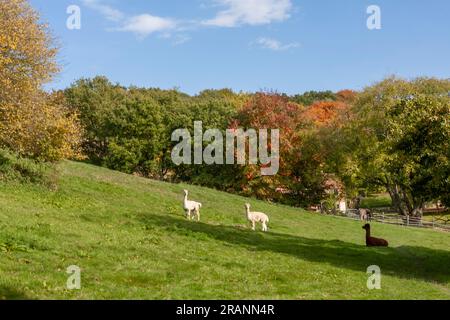 Alpaca auf der Weide auf der Cheesecombe Farm am Oakshott Stream, Hawkley, Hampshire, Großbritannien Stockfoto