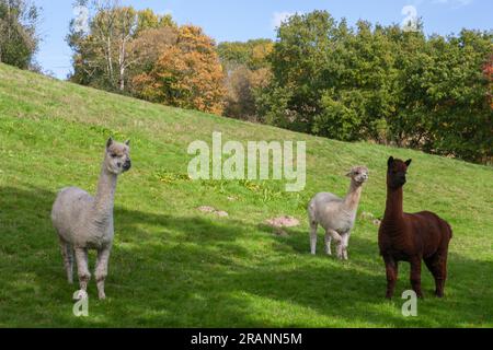 Alpaca auf der Weide auf der Cheesecombe Farm am Oakshott Stream, Hawkley, Hampshire, Großbritannien Stockfoto