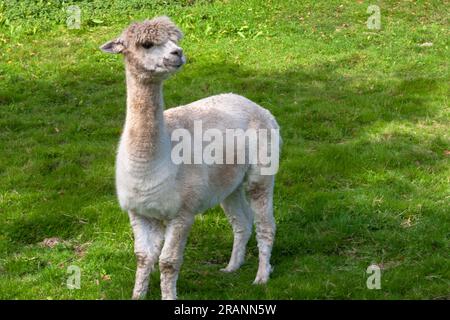 Alpaca auf der Weide auf der Cheesecombe Farm am Oakshott Stream, Hawkley, Hampshire, Großbritannien Stockfoto