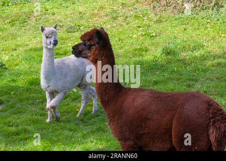 Alpaca auf der Weide auf der Cheesecombe Farm am Oakshott Stream, Hawkley, Hampshire, Großbritannien Stockfoto