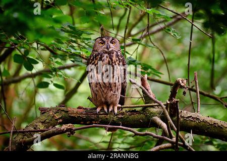 Eurasische Adlereule (Bubo bubo) in einem Wald Heinsberg, Nordrhein-Westfalen, Deutschland Stockfoto