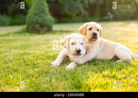 Porträt von zwei labrador Retriever Welpen auf Rasen im Freien Stockfoto