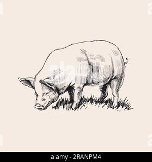Von Hand gezogener Sketch Pig Vector Illustration Stock Vektor