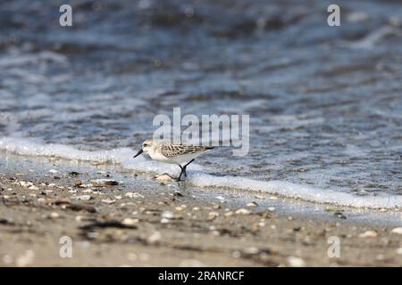 Löffelstiefel (Calidris pygmaea) juvenilein Japan, eine der kritisch gefährdeten Arten Stockfoto