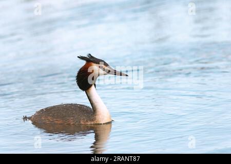 Riesenkammmuschel, die auf einem Teich schwimmen, wilder Vogel in einem natürlichen Lebensraum (Podiceps cristatus) Stockfoto