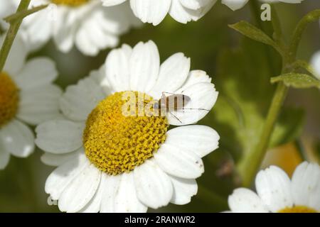 Pflanzenkäfer Plagiognathus arbustorum. Stamm Phylini, Unterfamilie Orthotylinae, Familie Miridae. Uber die Blüte der Fieberblüte (Tanacetum parthenium), Gänseblümchen-Familie Stockfoto