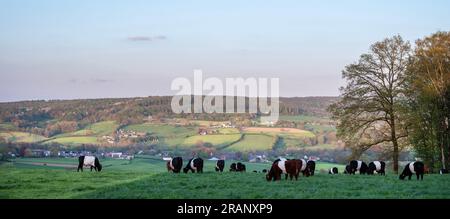 Schwarzweiße Kühe in der niederländischen Provinz Süd-limburg bei epen in den niederlanden Stockfoto