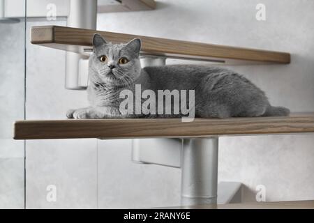 Die britische blaue Kurzhaarkatze liegt auf den hölzernen Treppen des Hauses und blickt mit großen orangefarbenen Augen nach vorne. Stockfoto