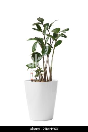 Intelligenter weißer Blumentopf mit Bewässerungssystem, Wasserstandsanzeige, Wasserzähler für die Schönheit und Gesundheit von Pflanzen. Zamioculcas in einem intelligenten Blumentopf. Stockfoto